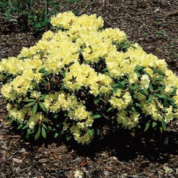 Rhododendron
