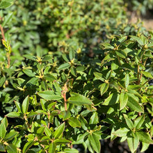 Load image into Gallery viewer, Rhododendron Florence Mann green foliage