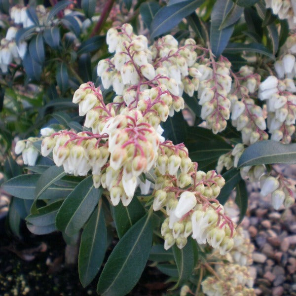 Pieris 'Forest Flame', evergreen shrub with dark green foliage and cascades of tiny white blooms.