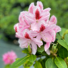 Load image into Gallery viewer, Rhododendron Furnival's Daughter. Trusses soft pink  flowers with a darker marking on the dorsal lobe. Bright freen foliage.