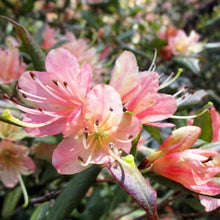 Load image into Gallery viewer, Rhododendron Crossbill. Compact evergreen plant with soft trusses of yellow flowers flushed apricot.
