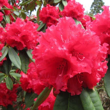 Load image into Gallery viewer, Rhododendron 'Grace Seabrook', evergreen shrub with dark-green foliage and trusses of bell-shaped, deep-red flowers with frilly edges.