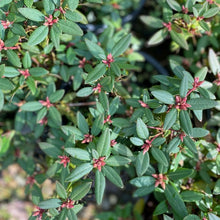 Load image into Gallery viewer, Rhododendron 'Ginny Gee' green foliage and buds