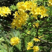 Load image into Gallery viewer, Mollis Azalea | Golden Comet