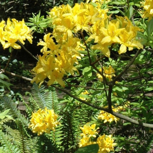 Mollis Azalea | Golden Comet