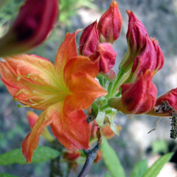 Mollis Azalea 'Golden Eagle', deciduous shrub featuring mid-green foliage and brilliant-orange blooms with a red streak.