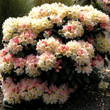 Load image into Gallery viewer, Rhododendron 'Golden Torch', evergreen shrub with dark-green foliage and trusses of small, bell-shaped pink blooms fading to soft-yellow.