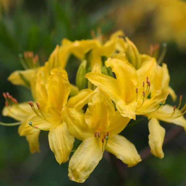 Mollis Azalea | Golden Comet