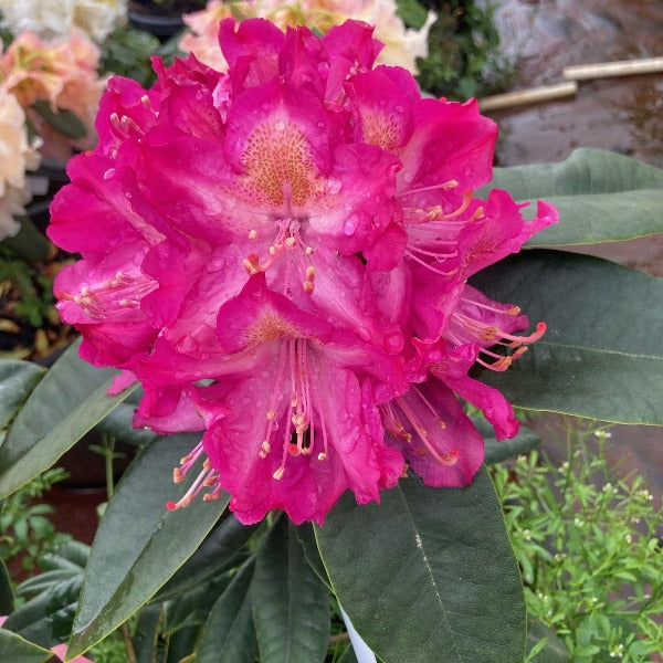 Rhododendron