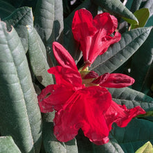 Load image into Gallery viewer, Rhododendron 'Grenadier', evergreen shrub with dark-green foliage and trusses of small vivid-red blooms with black speckles.