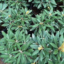Load image into Gallery viewer, Rhododendron | Grumpy