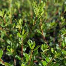 Load image into Gallery viewer, Azalea 'Hatsu-giri' green foliage