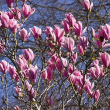 Load image into Gallery viewer, Magnolia | Heaven Scent