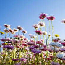 Load image into Gallery viewer, Seed Kit | Grow Your Own
