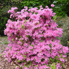 Load image into Gallery viewer, Azalea "Hinomayo", evergreen shrub with candy-pink flowers.