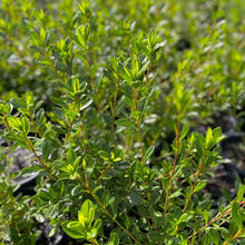 Load image into Gallery viewer, Azalea Hinomayo grrren foliage