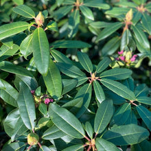 Load image into Gallery viewer, Rhododendron 'Imperial' in bud with green foliage