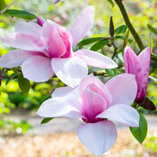 Load image into Gallery viewer, Magnolia 'Star Wars', deciduous tree featuring a profusion of massive, fragrant, bright rosy-pink flowers, flushed dark-pink at the base.