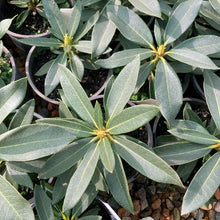 Load image into Gallery viewer, Rhododendron 'Jean de Marie Montague' foliage
