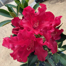 Load image into Gallery viewer, Rhododendron 'Jean Marie De Montague', evergreen shrub with emerald-green foliage and trusses of bright-scarlet, slightly frilly flowers.