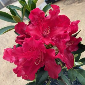 Rhododendron 'Jean Marie De Montague', evergreen shrub with emerald-green foliage and trusses of bright-scarlet, slightly frilly flowers.