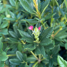Load image into Gallery viewer, Rhododendron 'John Waterer' green foliage and new buds