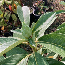 Load image into Gallery viewer, Rhododendron | Kallista