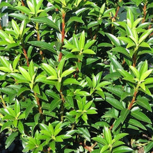 Load image into Gallery viewer, Kalmia latifolia | Elf