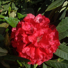 Load image into Gallery viewer, Rhododendron 'Kaponga', evergreen shrub with dark-green, pointy foliage and trusses of bell-shaped, brilliant red blooms.
