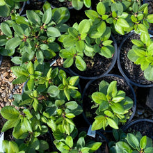 Load image into Gallery viewer, Rhododendron | Kimberly