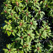 Load image into Gallery viewer, Rhododendron | Kimbeth