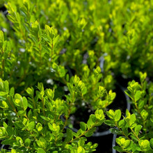 Load image into Gallery viewer, Azalea Kirin green foliage