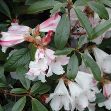 Load image into Gallery viewer, Rhododendron 'Lady Alice Fitzwilliam', evergreen shrub with dark-green foliage and loose clusters of funnel-shaped, soft-pink and white flowers.
