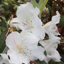 Load image into Gallery viewer, Rhododendron 'Lady Alice Fitzwilliam', evergreen shrub with dark-green foliage and loose clusters of funnel-shaped, soft-pink and white flowers.