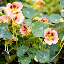 Load image into Gallery viewer, Seed Kit | Grow Your Own