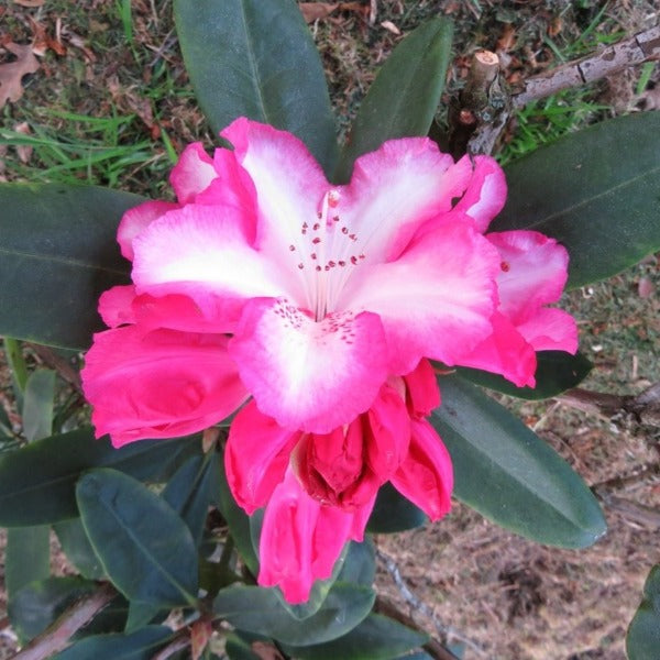 rhododendron blumentopf Azalee 'Flandresse' main image 0