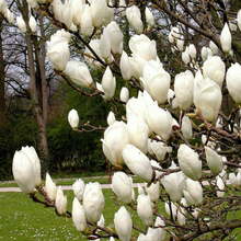 Load image into Gallery viewer, Magnolia 'Lennei Alba', deciduous tree large, also know as the Saucer Magnolia. White goblet-shaped flowers appear in spring.