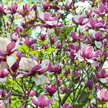 Load image into Gallery viewer, Magnolia | Lennei