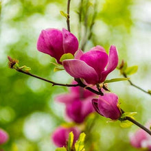 Load image into Gallery viewer, Magnolia | Lennei
