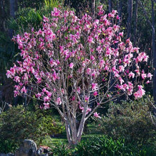 Load image into Gallery viewer, Magnolia | Liliiflora