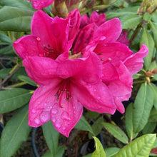 Load image into Gallery viewer, Rhododendron 'Album Novem', lilac-white flowers on lush dark-green foliage.