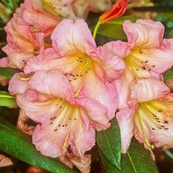 Rhododendron | Margaret Dunn