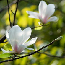 Load image into Gallery viewer, Magnolia 'Denudata', deciduous tree with pure-white, tulip-shaped flowers that have a slight citrus scent,