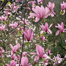 Load image into Gallery viewer, Magnolia | Ricki
