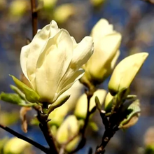 Load image into Gallery viewer, Magnolia 'Elizabeth', deciduous tree with slightly fragrant, primrose-yellow blooms in spring.