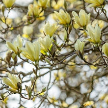 Load image into Gallery viewer, Magnolia | Elizabeth