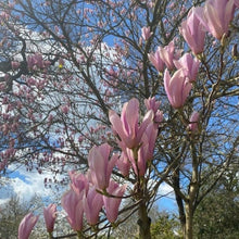 Load image into Gallery viewer, Magnolia | Heaven Scent