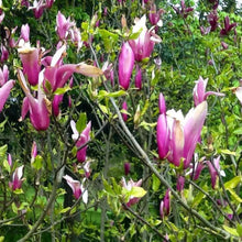 Load image into Gallery viewer, Magnolia | Ricki