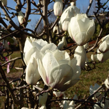Load image into Gallery viewer, Magnolia | Lennei Alba