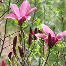 Load image into Gallery viewer, Magnolia | Susan